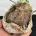 Crystal Geode Owl Chalcedony Jasper Owl Statue Quartz Crytsal Hand Carved Owl Animal Figurines Reiki Healing