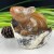 4'' Natural Crystal Chalcedony Jasper Squirrel Carved Animal Statue Home Decoration Art Crafts Collectible Reiki Healing