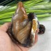 4'' Natural Crystal Chalcedony Jasper Squirrel Carved Animal Statue Home Decoration Art Crafts Collectible Reiki Healing