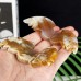 Quartz Rock Crystal Wings Chalcedony Jasper Angel Wings Blue Agate 3D Flying Wings