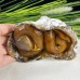 Nice Chalcedony Jasper Carved Crystal Snake, Reki Healing Snake Caving Statue