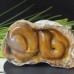 Nice Chalcedony Jasper Carved Crystal Snake, Reki Healing Snake Caving Statue