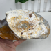 Giant 4.7LB Chalcedony Jasper Carved Crystal Snail Sculpture, 8.7 2130g