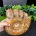 DO-Custom Order of Snail Fossil Owl Carvings