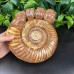 DO-Custom Order of Snail Fossil Owl Carvings