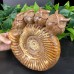 DO-Custom Order of Snail Fossil Owl Carvings