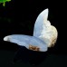 3" Blue Chalcedony Butterfly Wings Carved Natural Crystal Statue Decor Healing