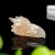 2.5" Phoenix Bird Head Skull Sakura Agate Carved Natural Crystal Statue Quartz