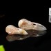 2.5" Ravens Skull Carved Sakura Agate Quartz Stone Natural Crystal Statue Healing