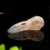 3.5" Ravens Skull Carved Sakura Agate Quartz Stone Natural Crystal Statue Healing